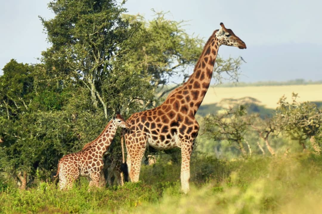 Samburu, Northern Kenya