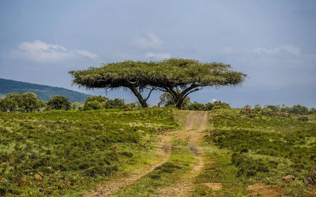 An acacia-lined safari track in Kenya